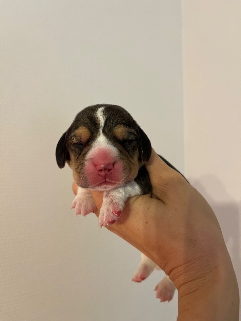 Des Gardiens D'Alma - Chiot disponible  - Beagle