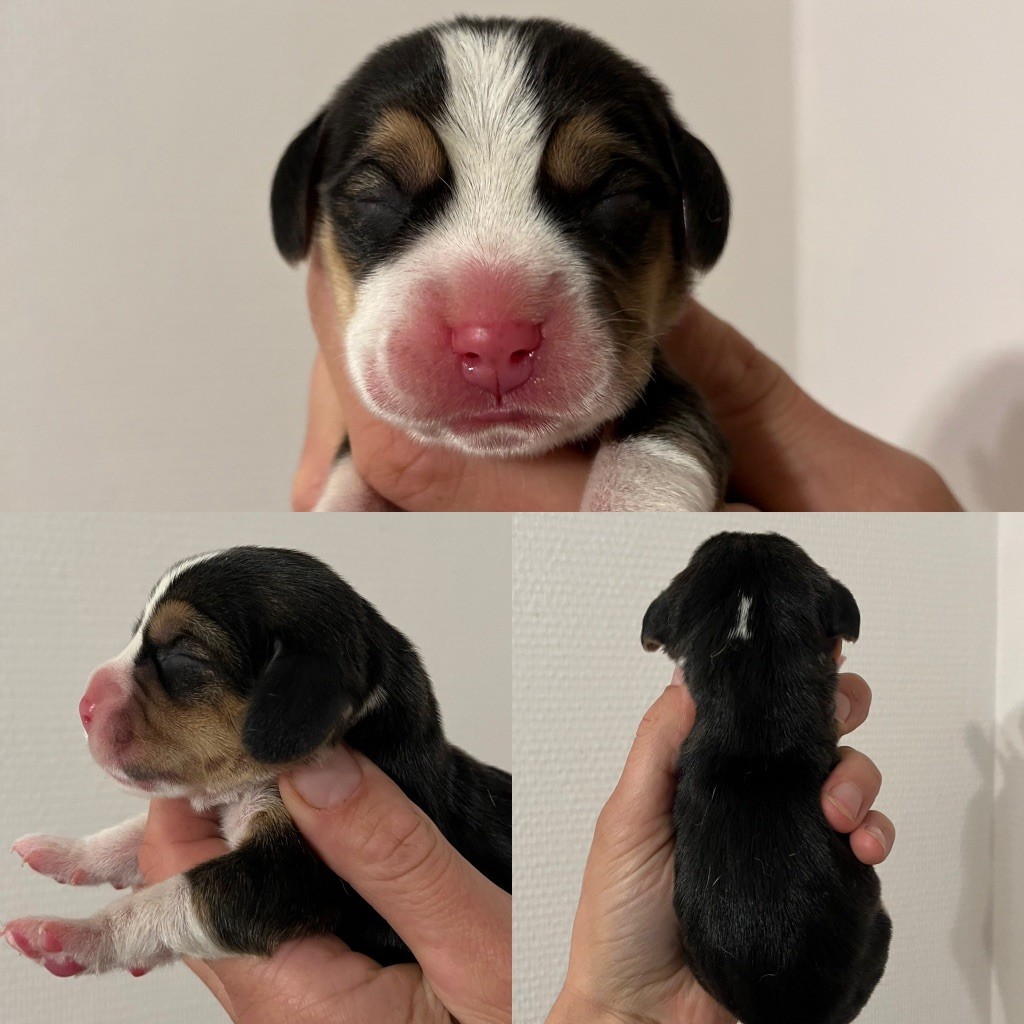 Des Gardiens D'Alma - Chiot disponible  - Beagle