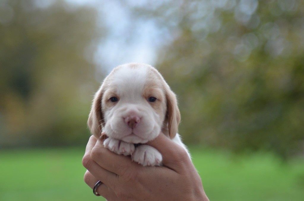 Des Gardiens D'Alma - Chiot disponible  - Beagle