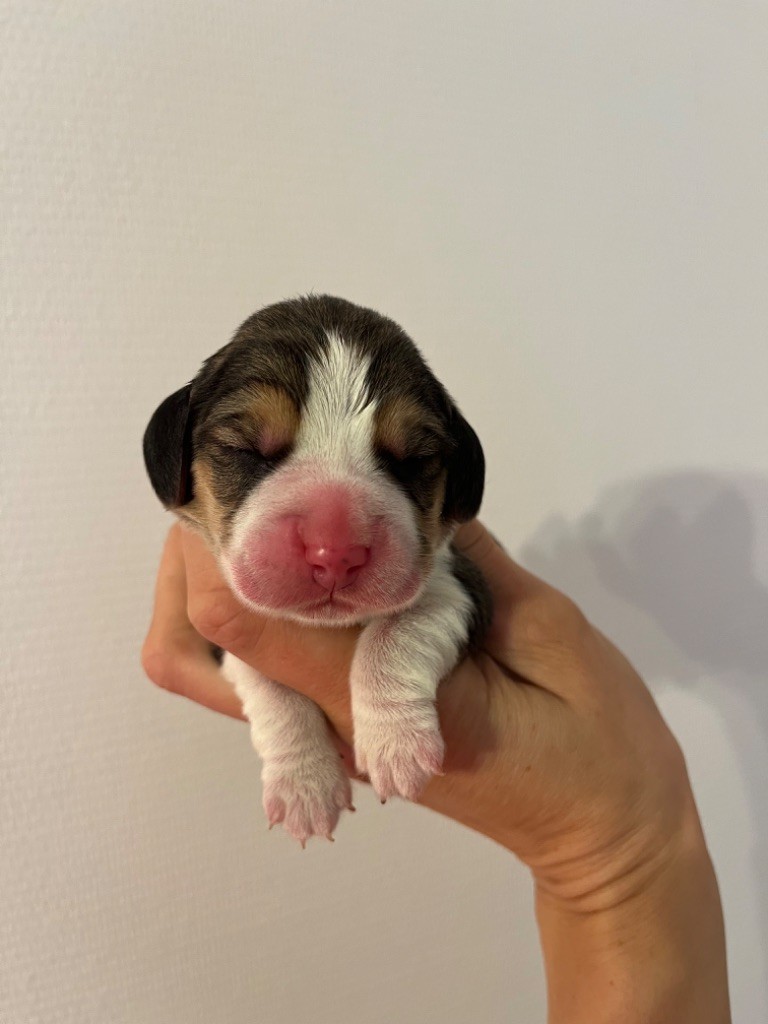 Des Gardiens D'Alma - Chiot disponible  - Beagle