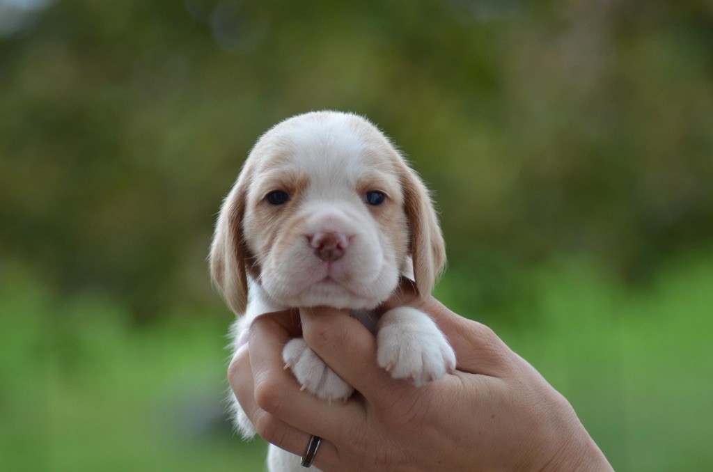 Des Gardiens D'Alma - Chiot disponible  - Beagle