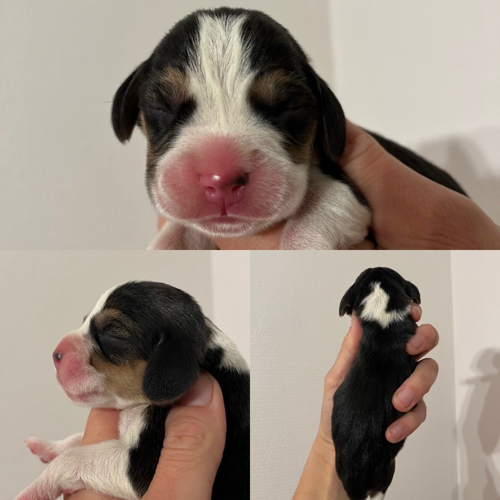 Des Gardiens D'Alma - Chiot disponible  - Beagle