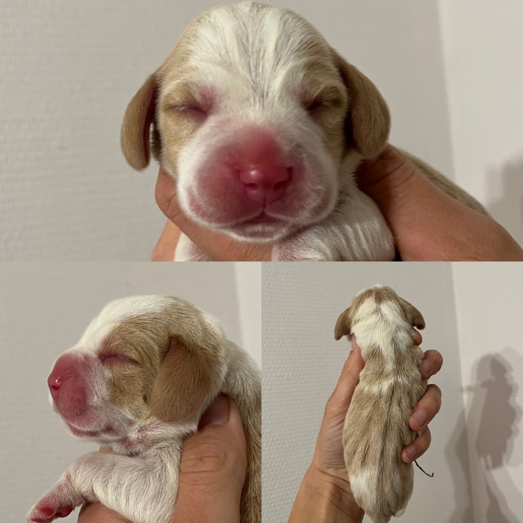 Des Gardiens D'Alma - Chiot disponible  - Beagle