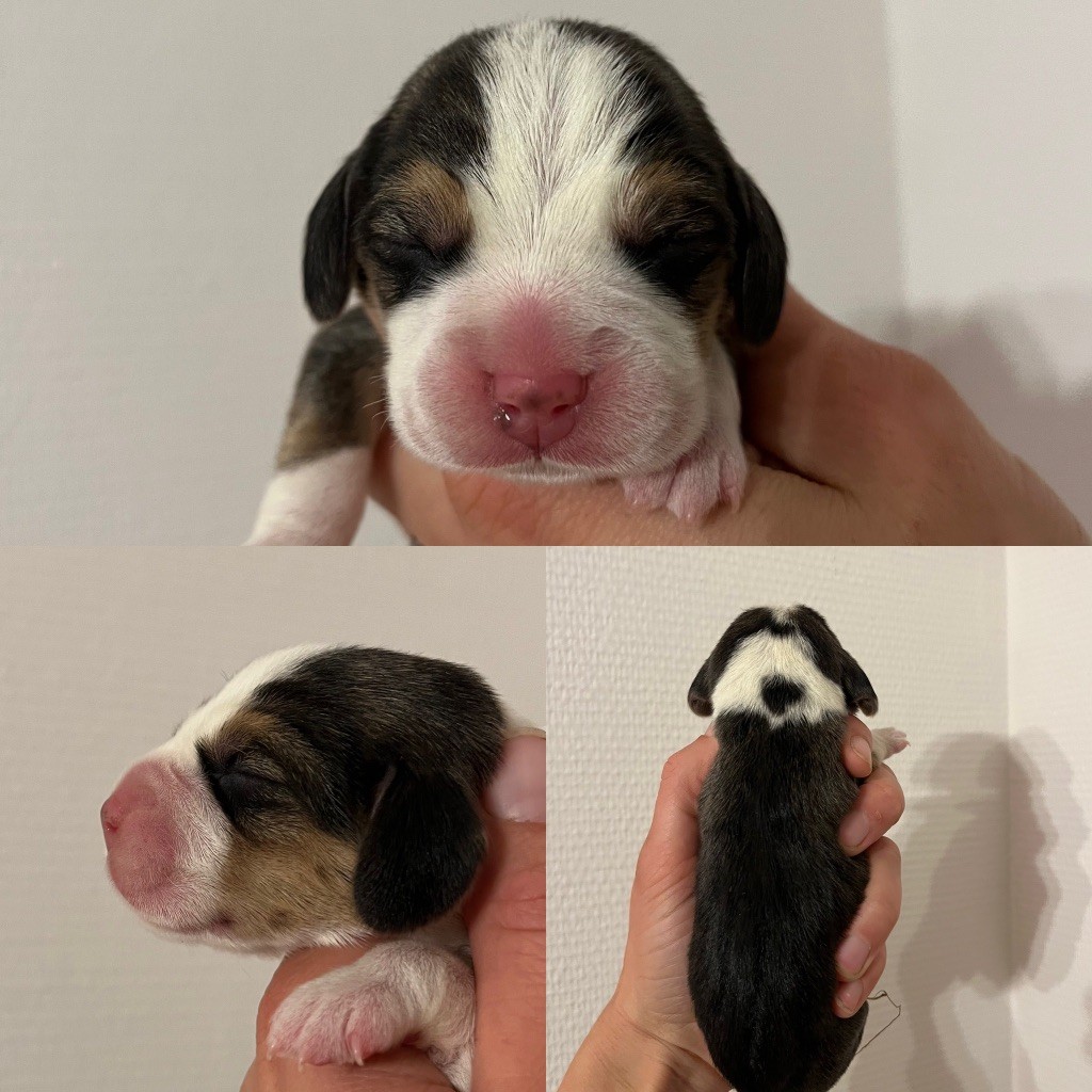 Des Gardiens D'Alma - Chiot disponible  - Beagle