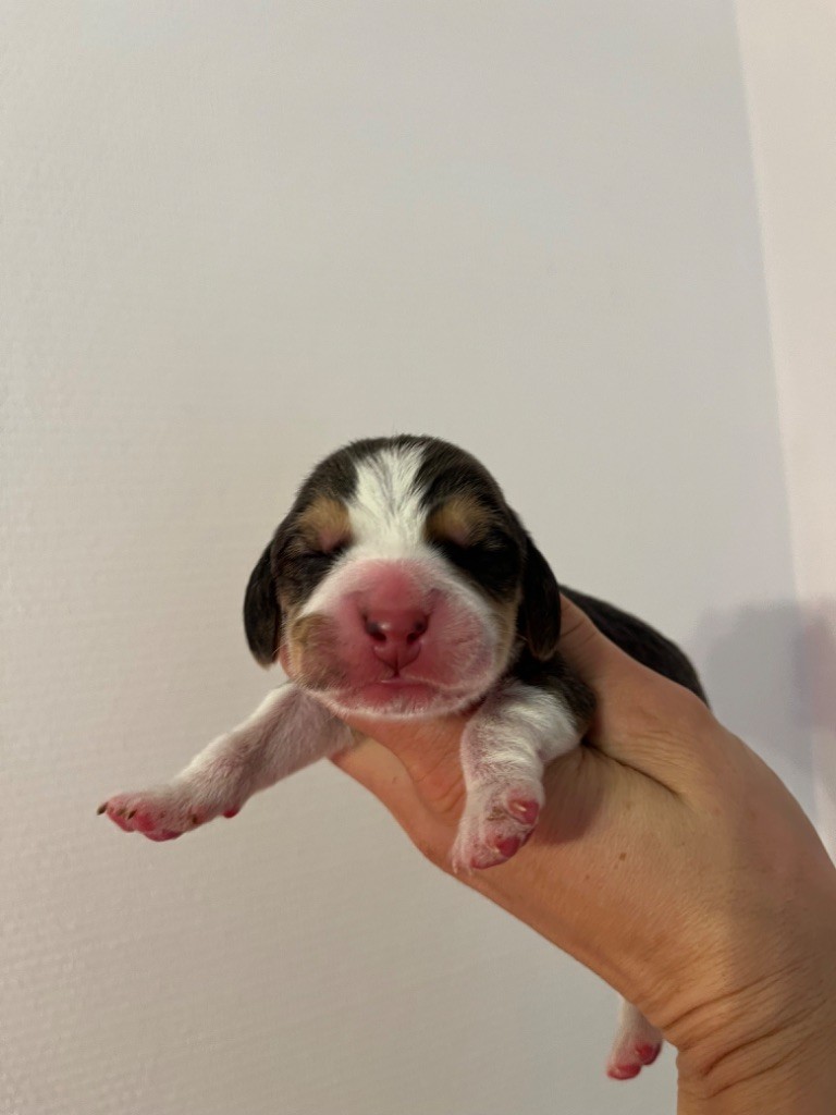 Des Gardiens D'Alma - Chiot disponible  - Beagle