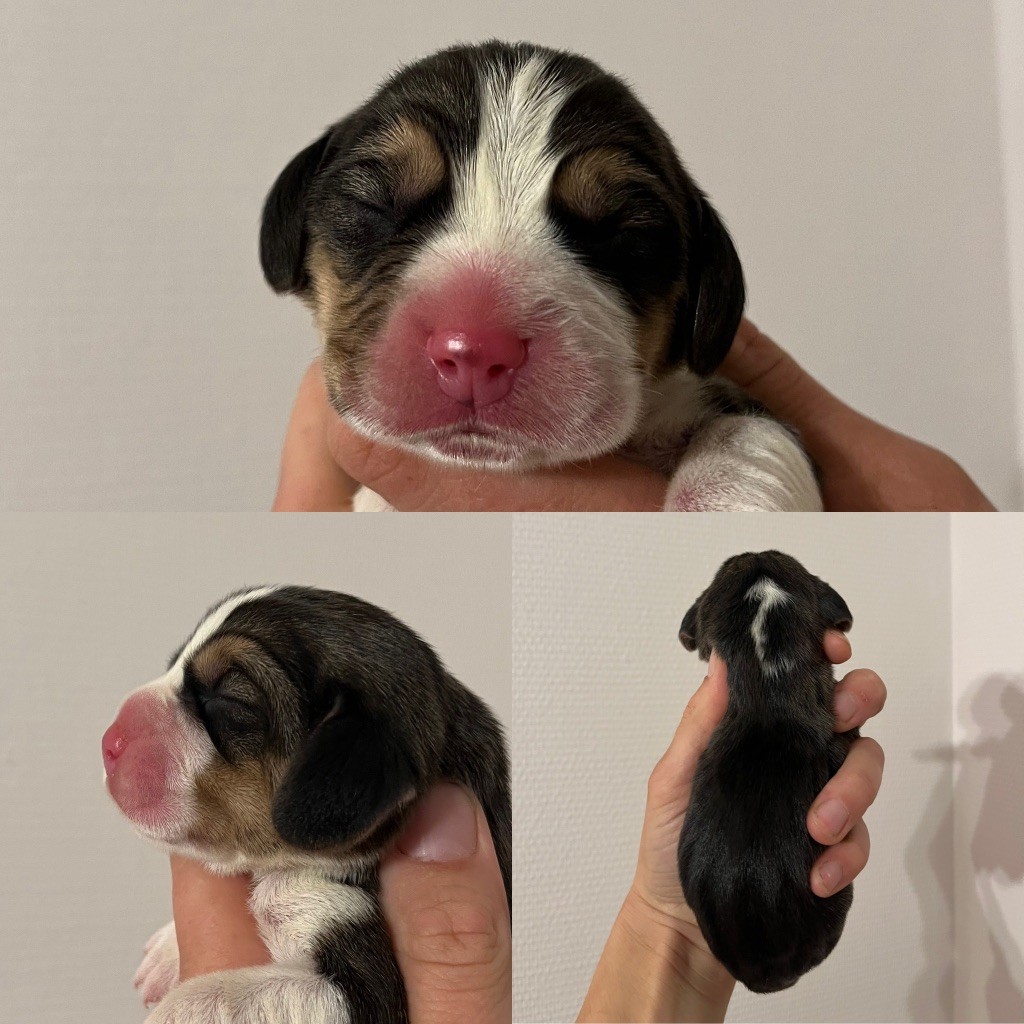 Des Gardiens D'Alma - Chiot disponible  - Beagle