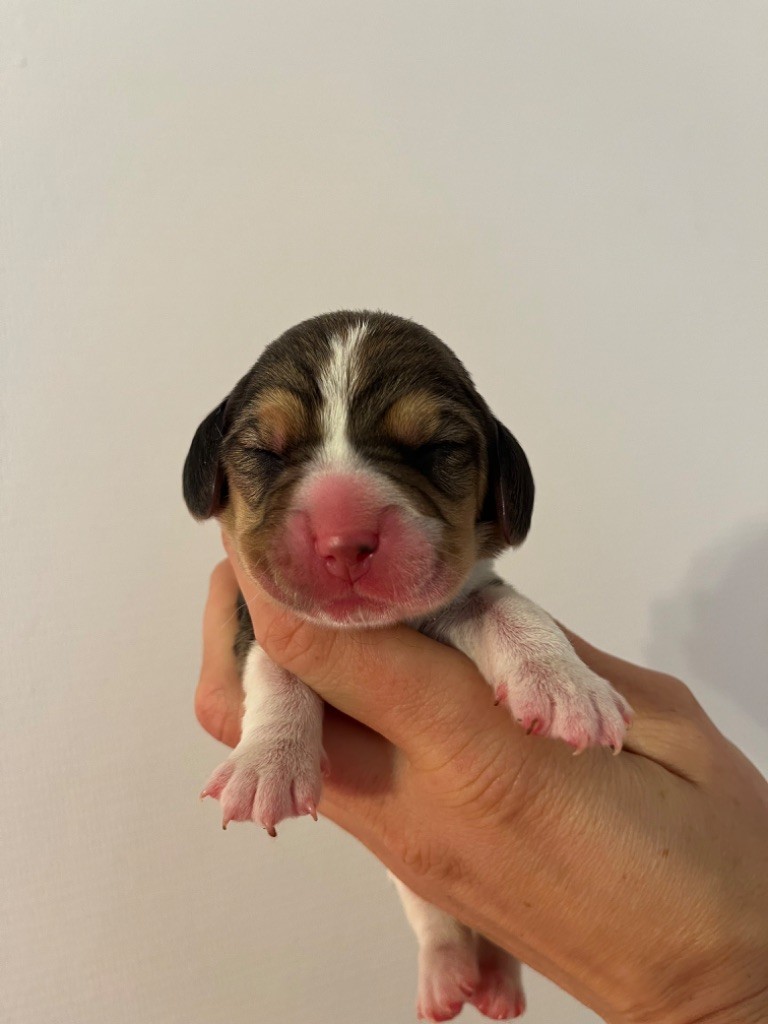 Des Gardiens D'Alma - Chiot disponible  - Beagle