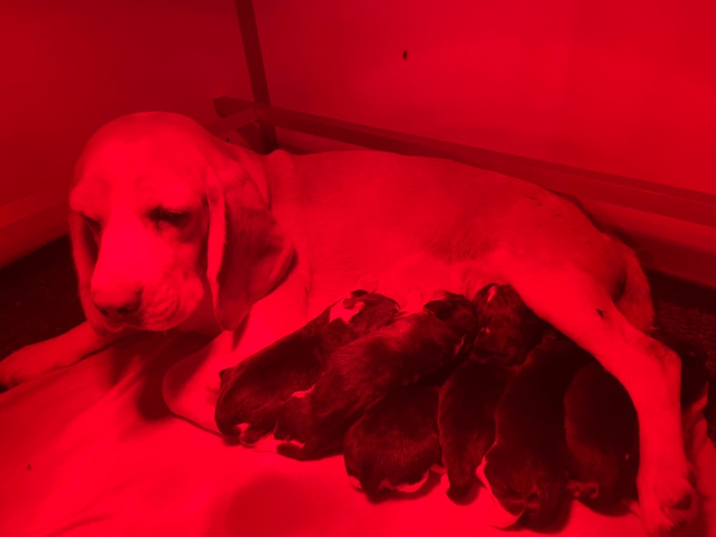 chiot Beagle Des Gardiens D'Alma