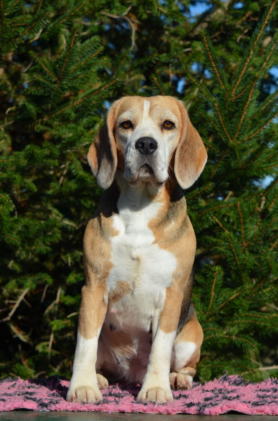 Star is born Des Gardiens D'Alma