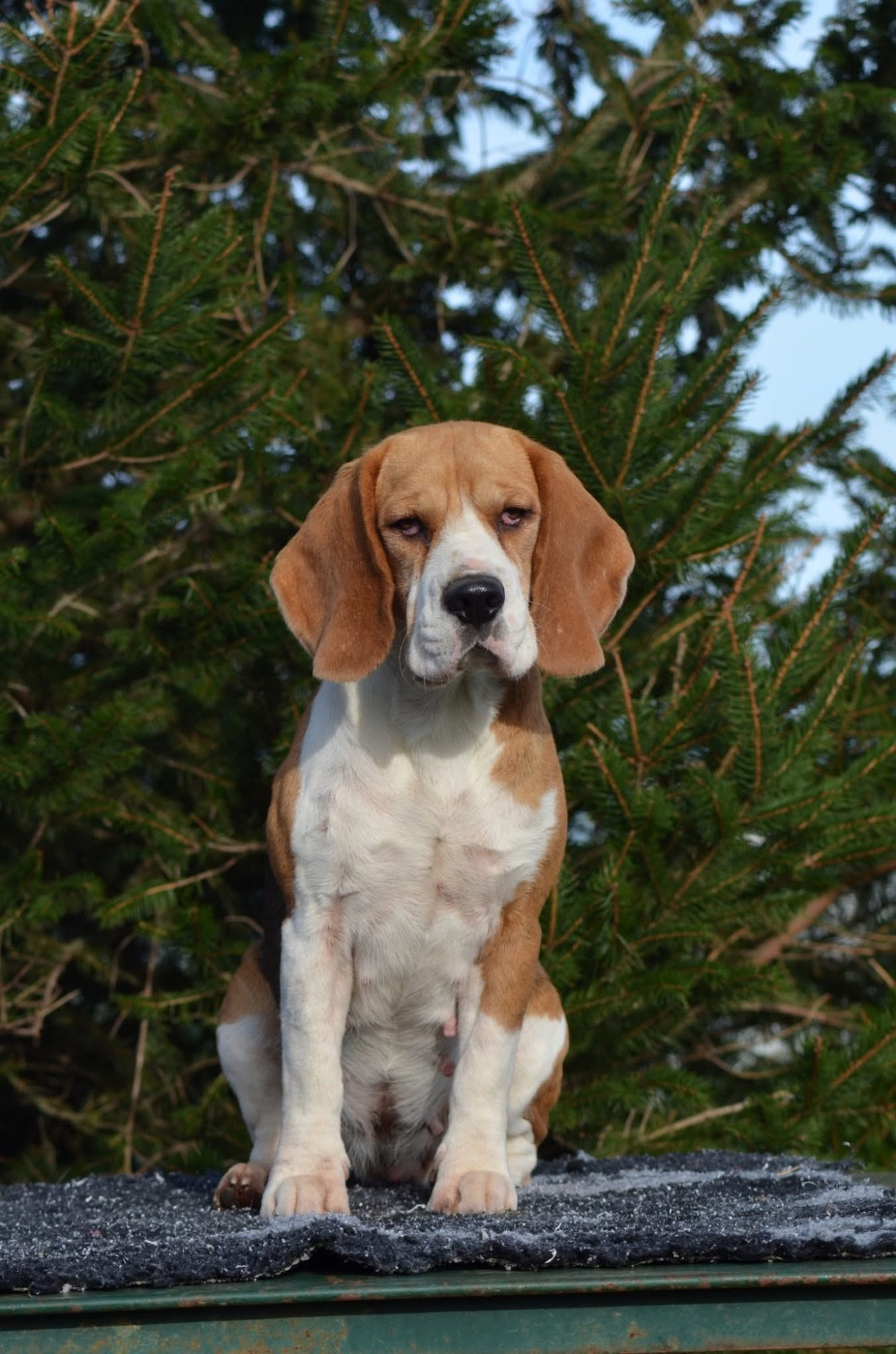 Tempête nocturne Des Gardiens D'Alma