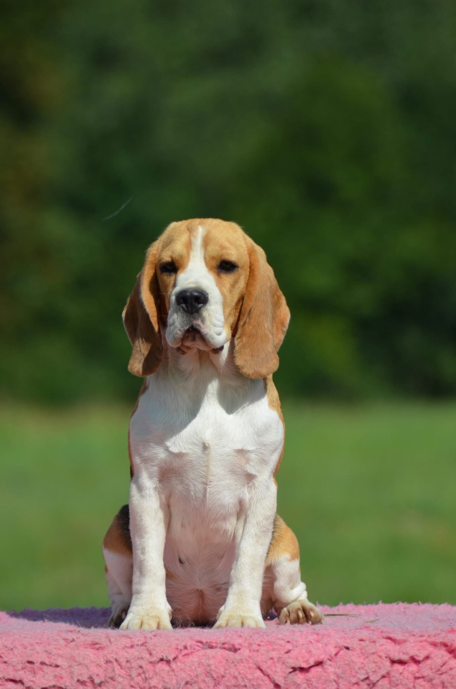 Ubyone des terres du baron