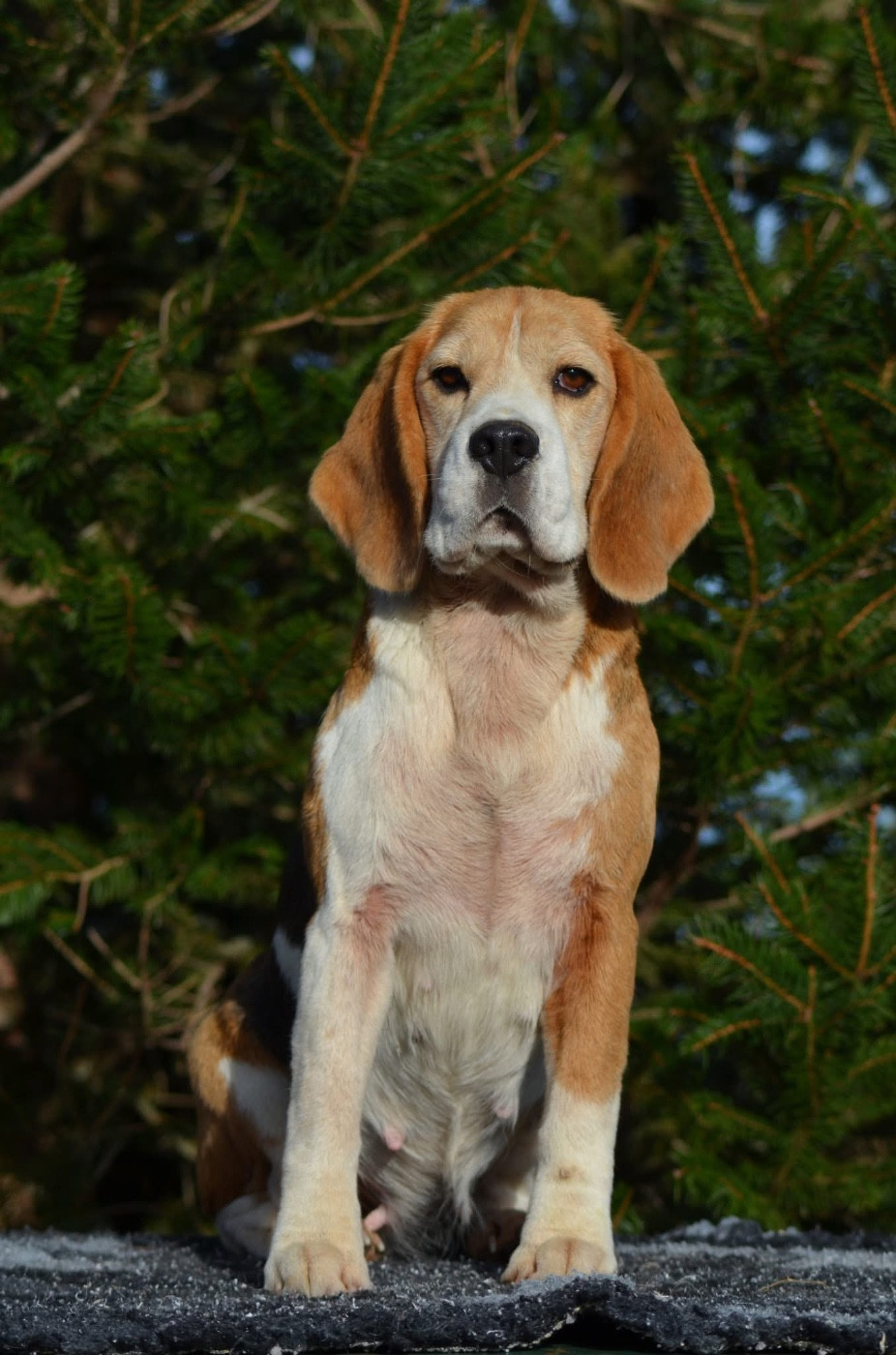 Phanphare De Loujennandre