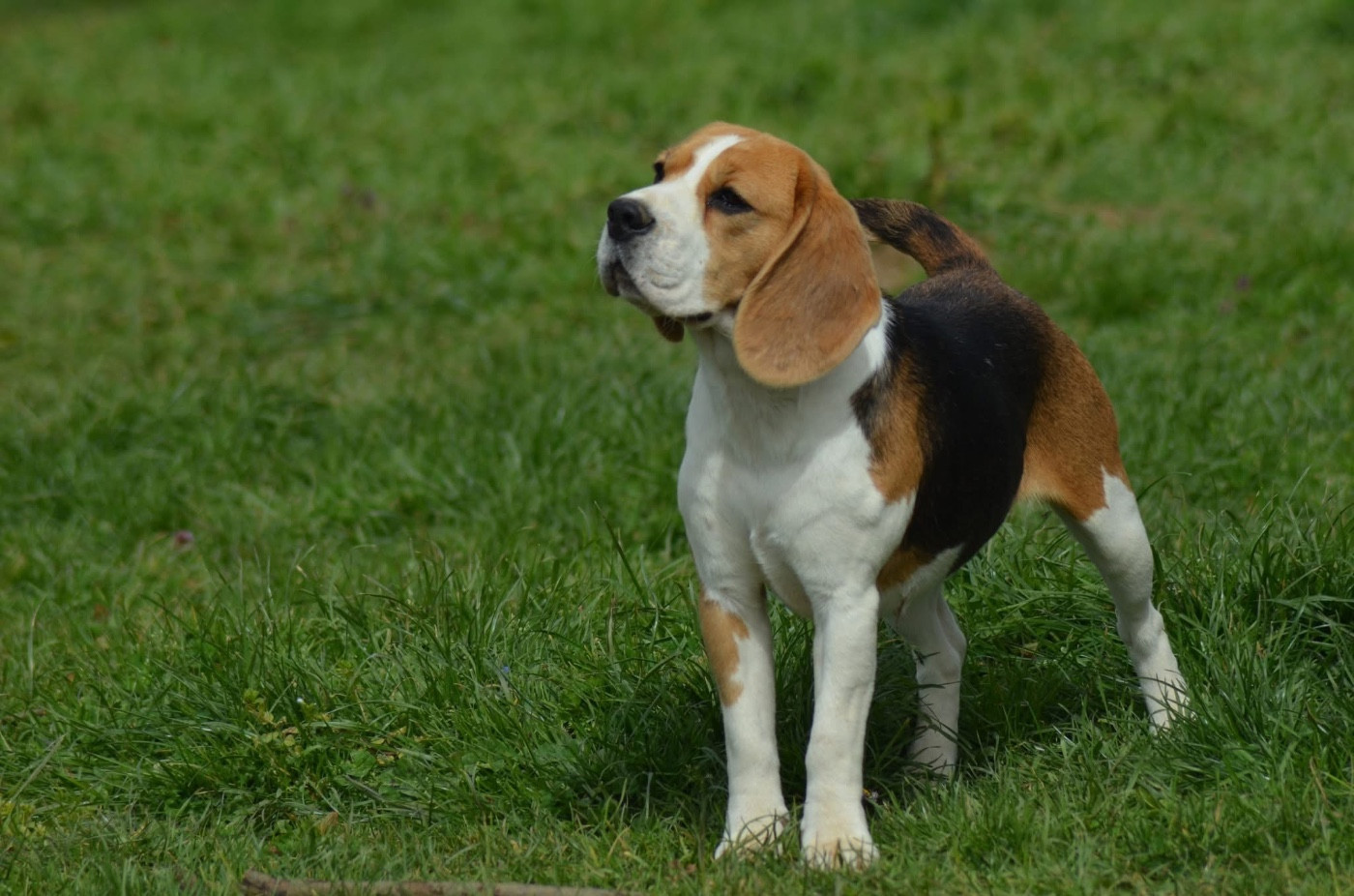 Violette de la cascade d orion