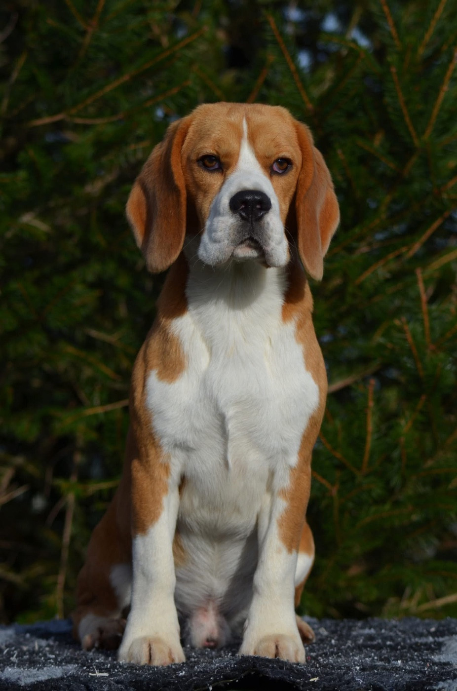 Bientôt une nouvelle portée ?