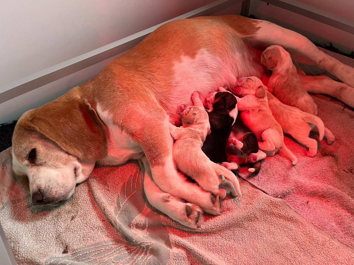 Des Gardiens D'Alma - Ils sont nés 