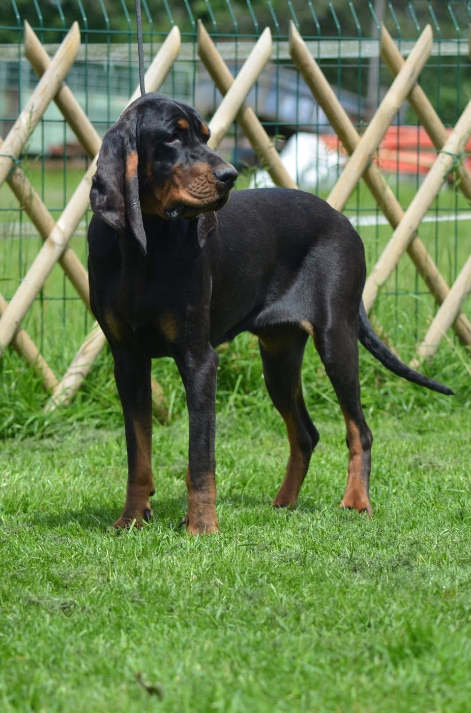 Adorable chienne disponible