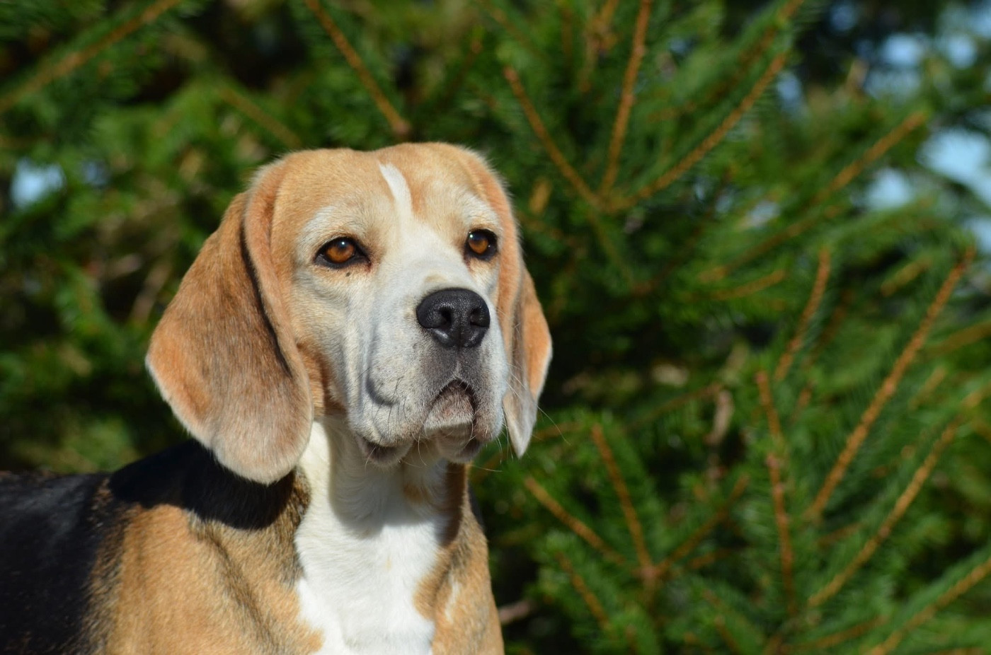 Bientôt des chiots !