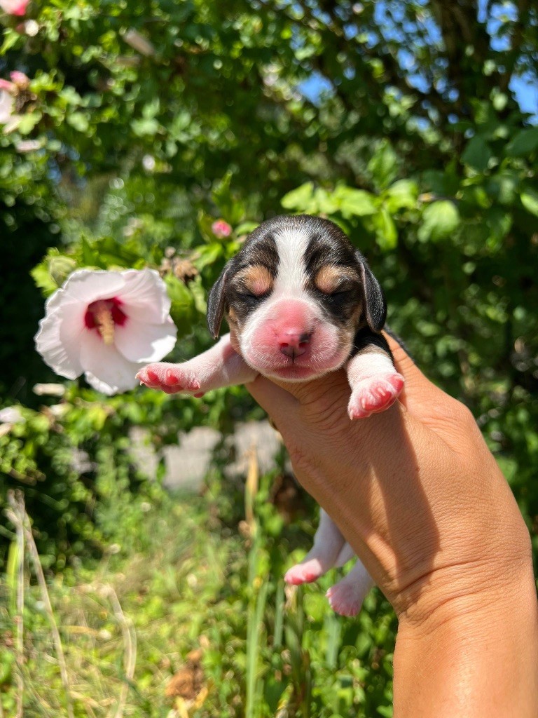 Des Gardiens D'Alma - Chiots disponibles - Beagle