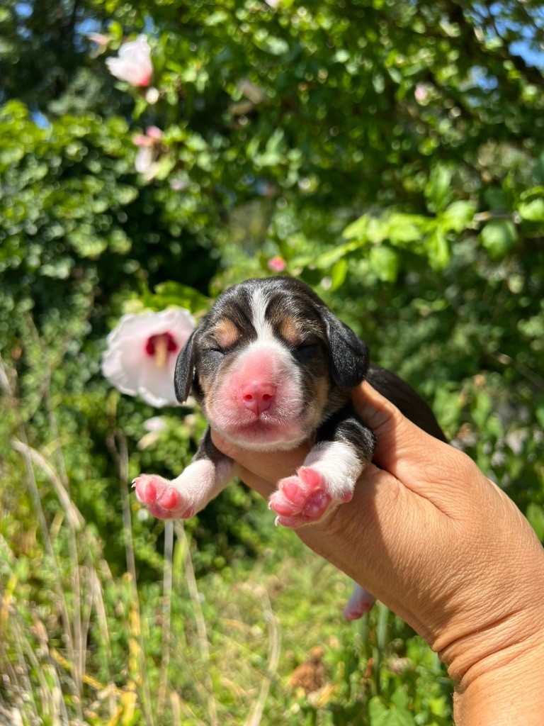 Des Gardiens D'Alma - Chiots disponibles - Beagle