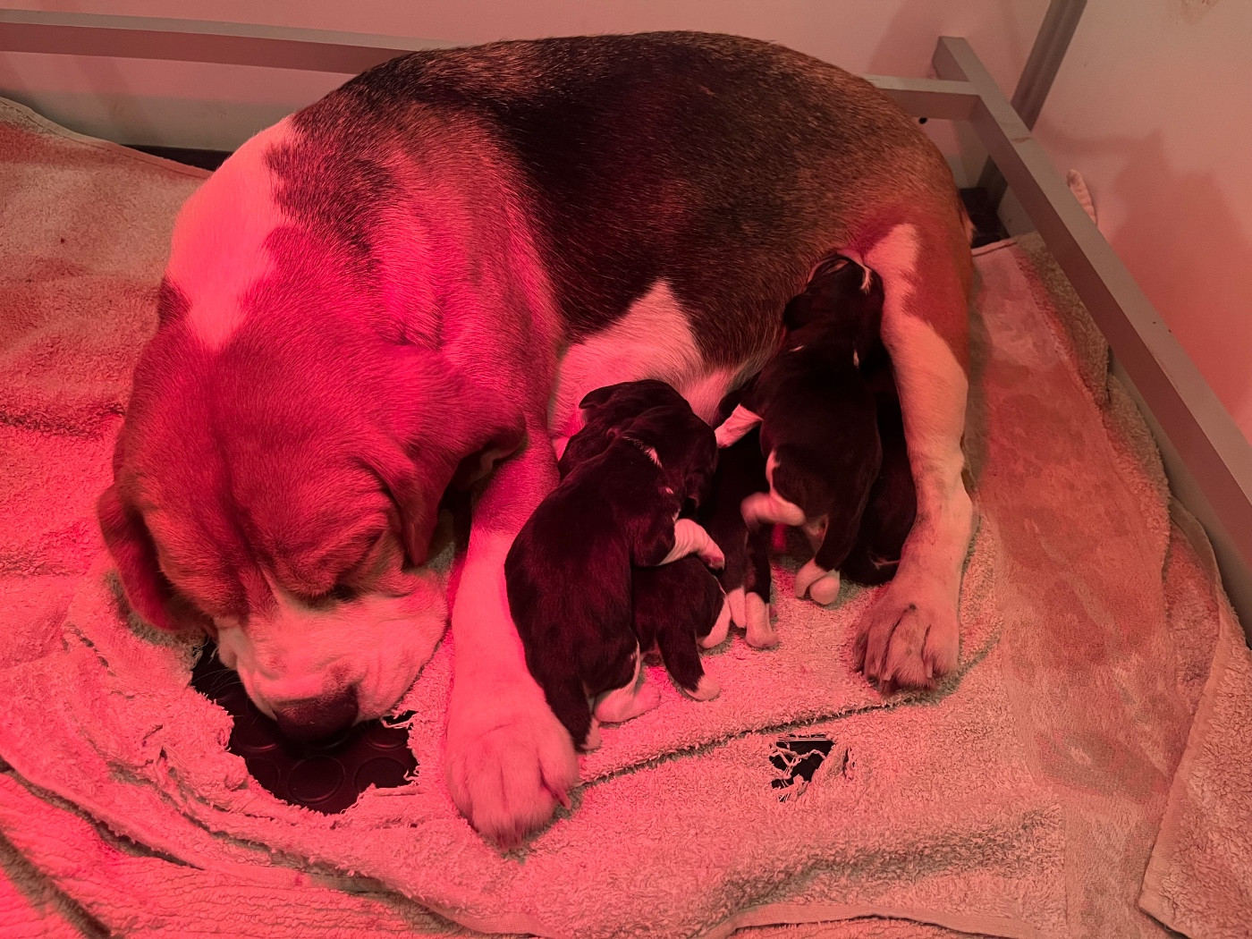 Des Gardiens D'Alma - Beagle - Portée née le 05/01/2026