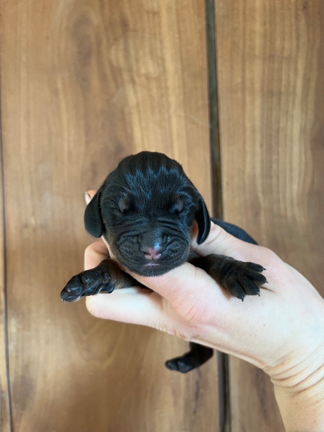 Des Gardiens D'Alma - Chiots disponibles - Chien noir et feu pour la chasse au raton laveur