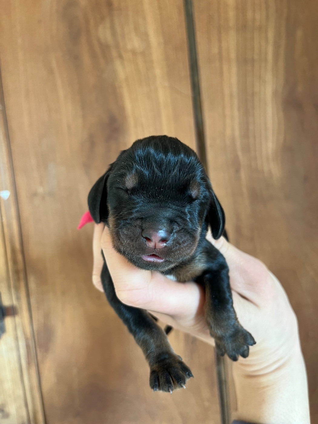 Des Gardiens D'Alma - Chiots disponibles - Chien noir et feu pour la chasse au raton laveur