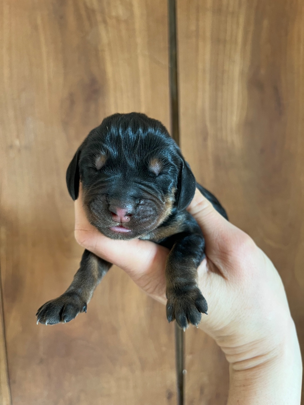Des Gardiens D'Alma - Chiots disponibles - Chien noir et feu pour la chasse au raton laveur