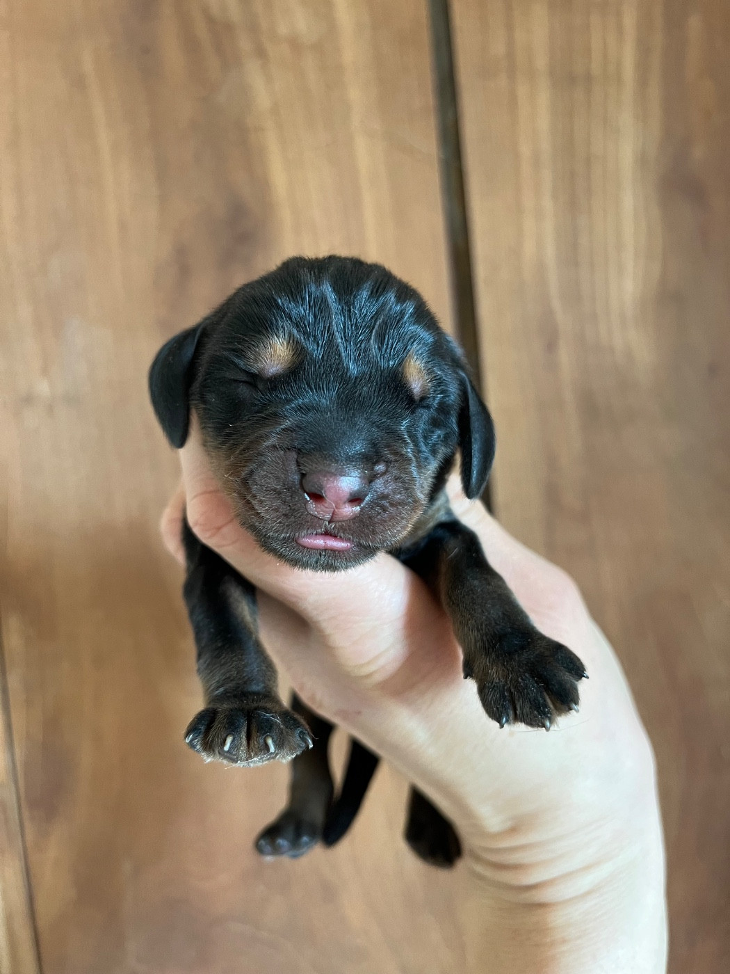 Des Gardiens D'Alma - Chiots disponibles - Chien noir et feu pour la chasse au raton laveur