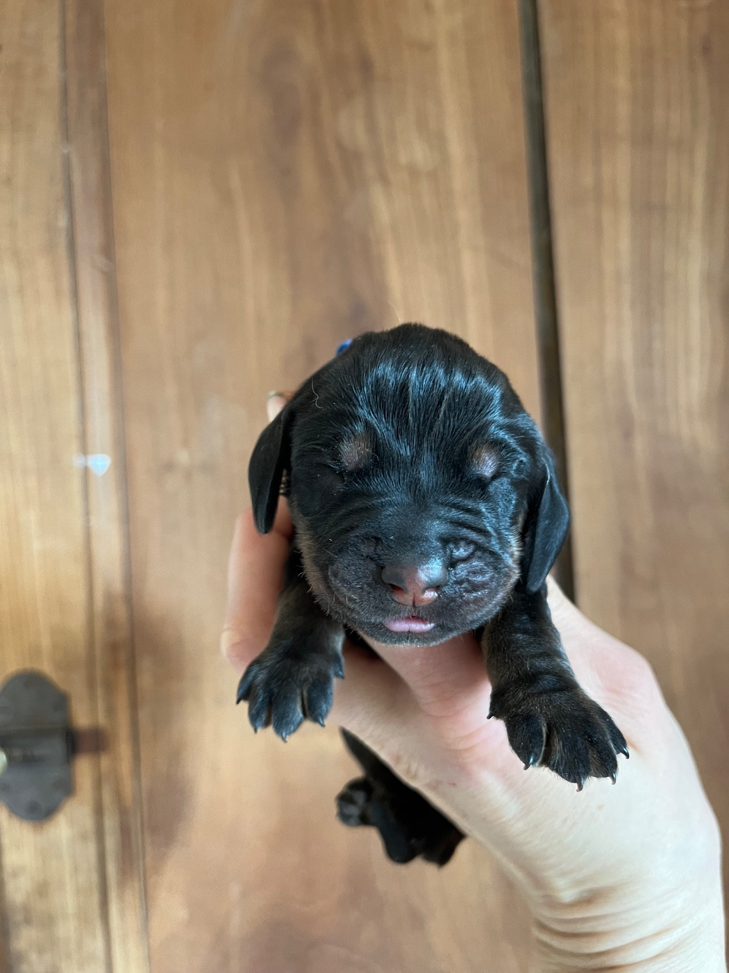 Des Gardiens D'Alma - Chiots disponibles - Chien noir et feu pour la chasse au raton laveur