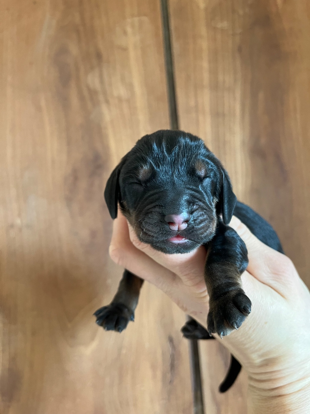 Des Gardiens D'Alma - Chiots disponibles - Chien noir et feu pour la chasse au raton laveur