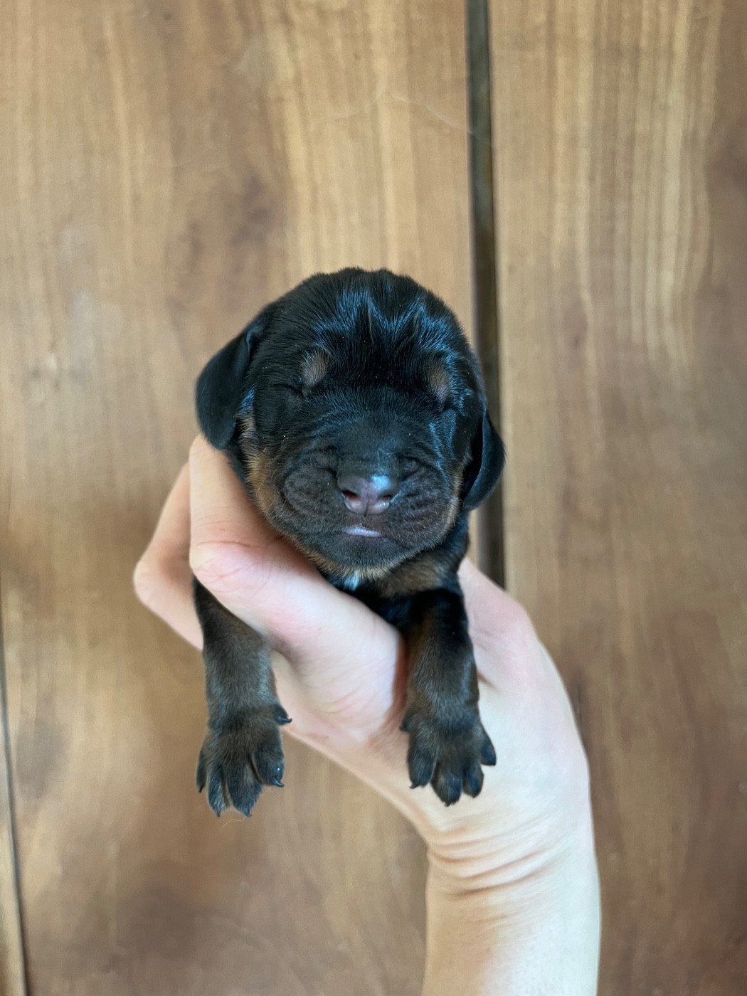 Des Gardiens D'Alma - Chiots disponibles - Chien noir et feu pour la chasse au raton laveur
