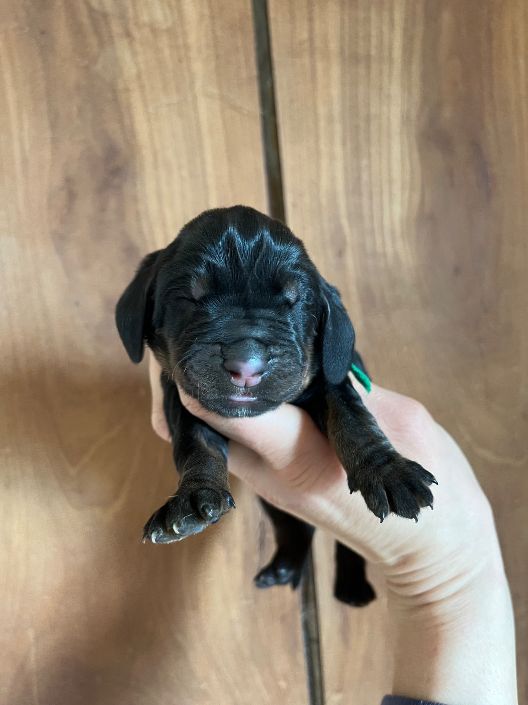 Des Gardiens D'Alma - Chiots disponibles - Chien noir et feu pour la chasse au raton laveur