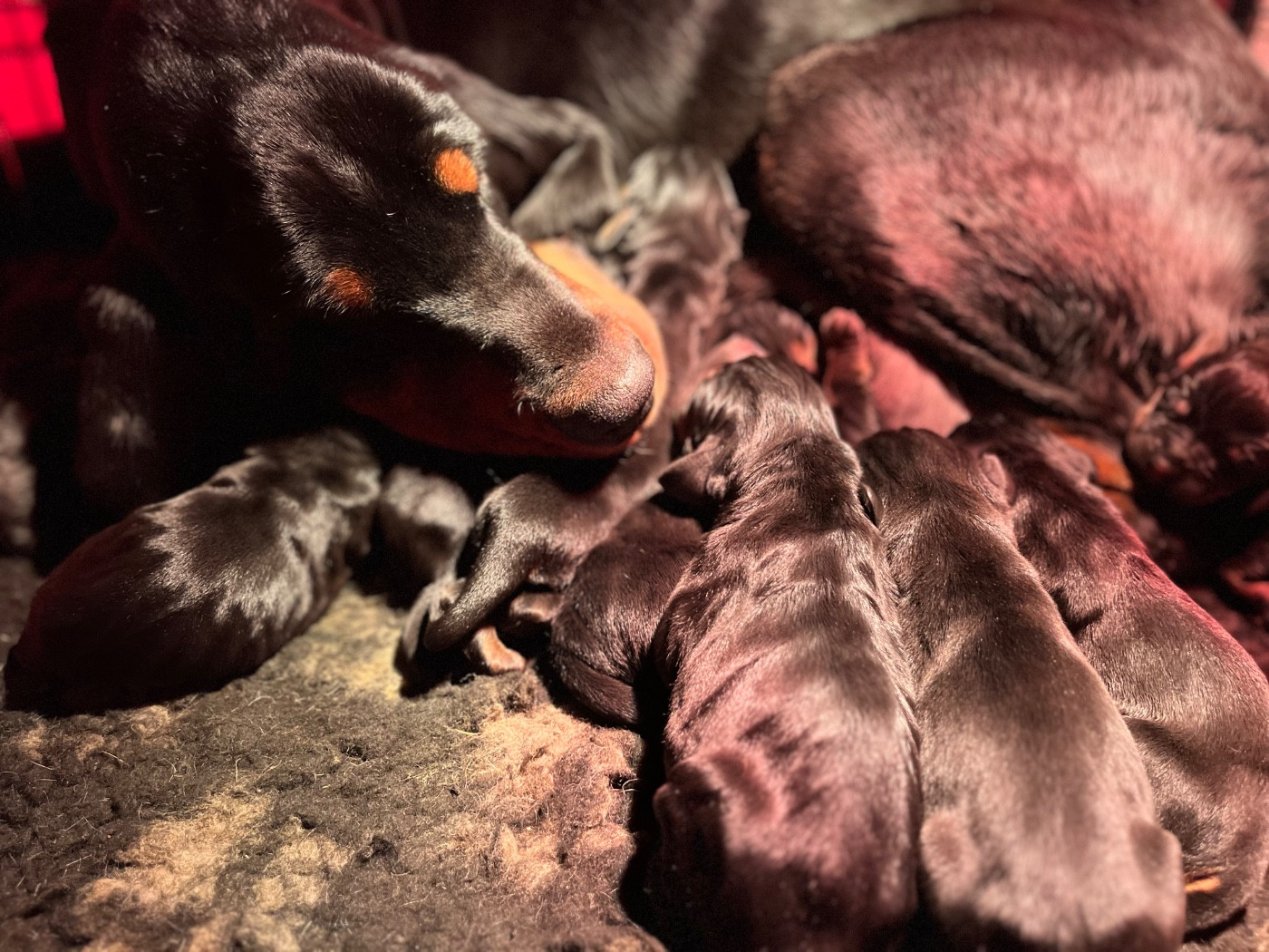 Des Gardiens D'Alma - Chien noir et feu pour la chasse au raton laveur - Portée née le 10/01/2026