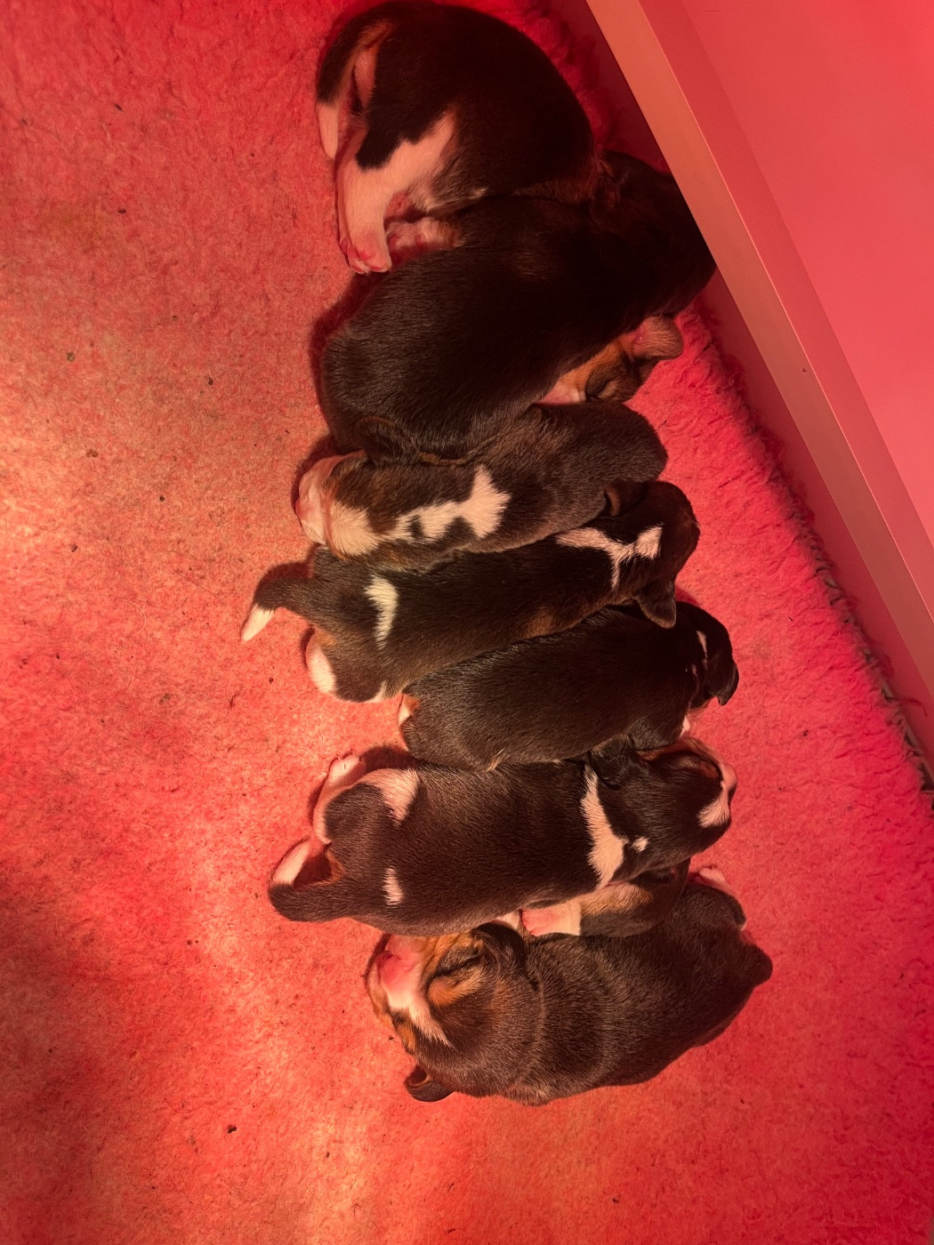 Des Gardiens D'Alma - Beagle - Portée née le 21/01/2026