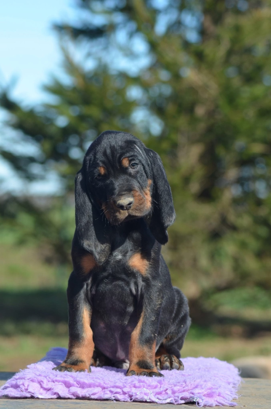 Des Gardiens D'Alma - Chiots disponibles - Chien noir et feu pour la chasse au raton laveur