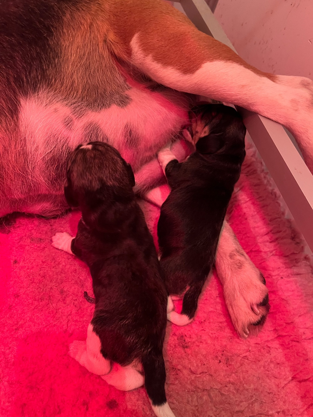 Chiot Beagle Des Gardiens D'Alma