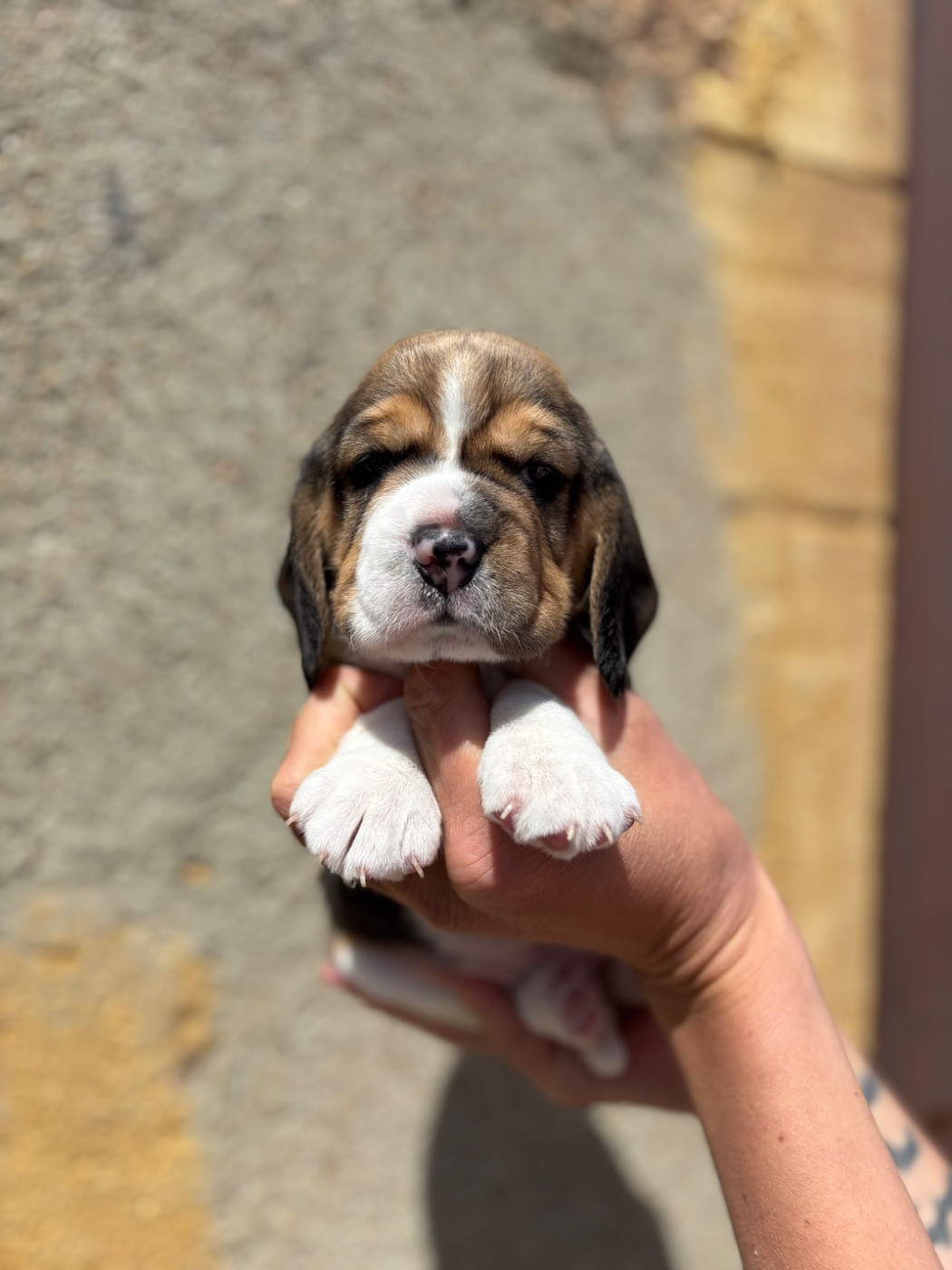 Des Gardiens D'Alma - Beagle - Portée née le 17/04/2026