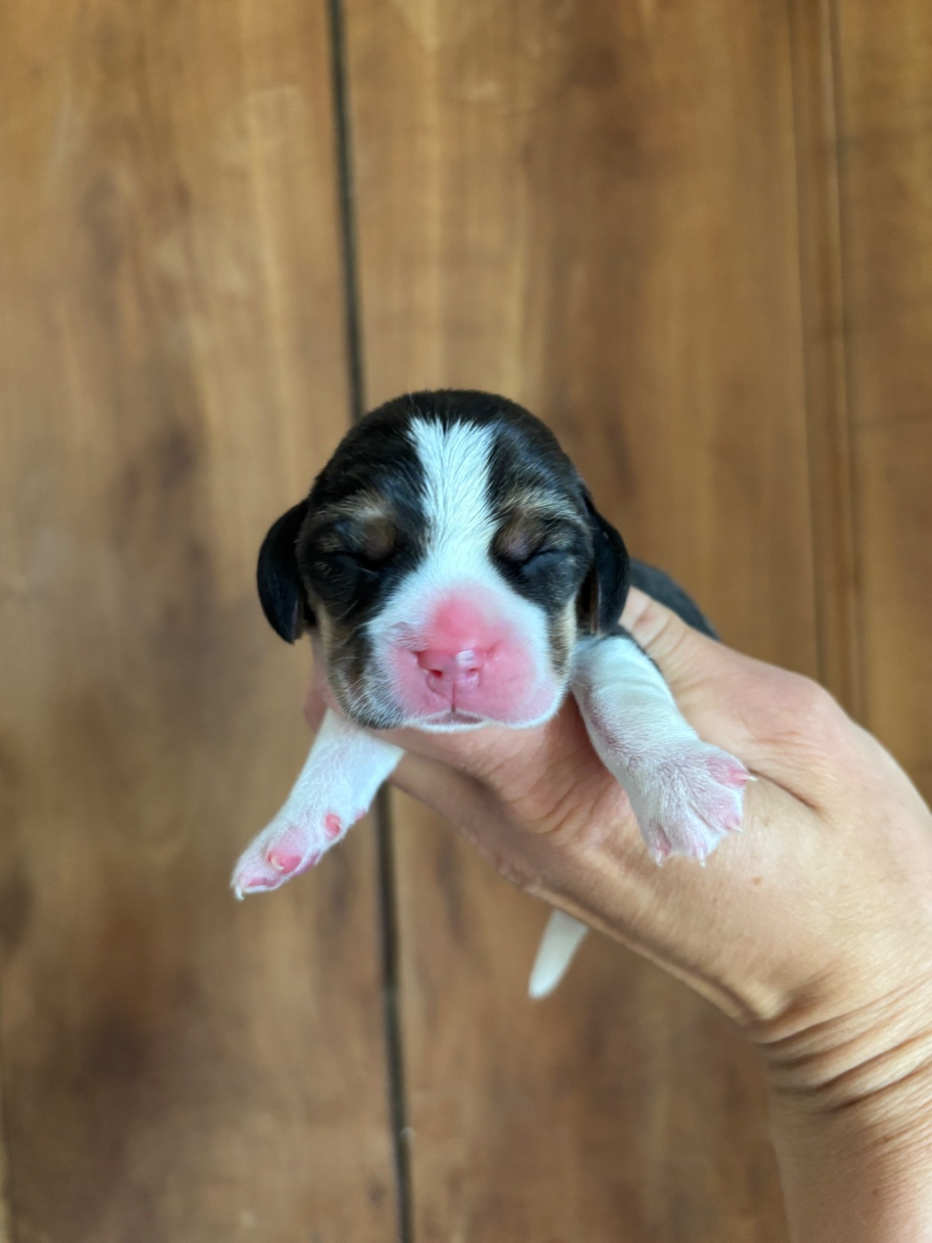 Des Gardiens D'Alma - Chiots disponibles - Beagle