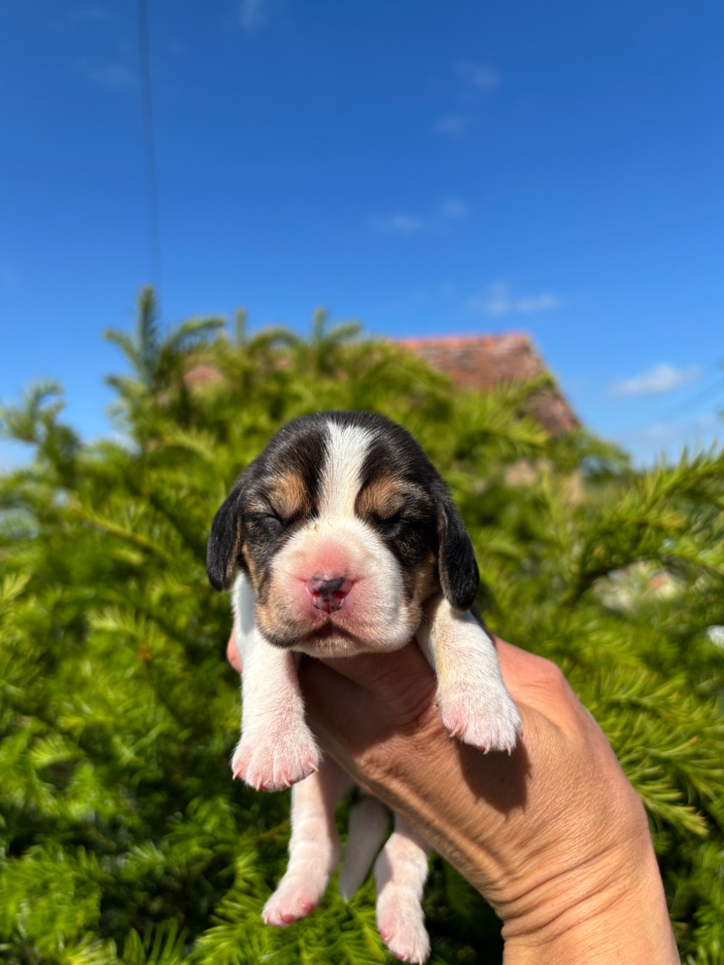 Des Gardiens D'Alma - Chiots disponibles - Beagle