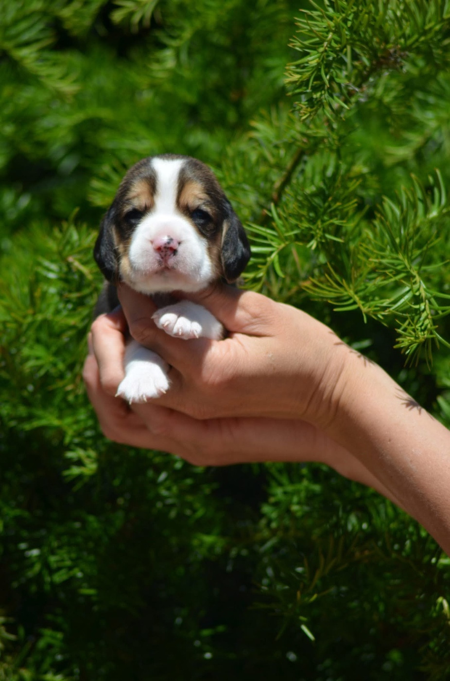 Des Gardiens D'Alma - Chiots disponibles - Beagle