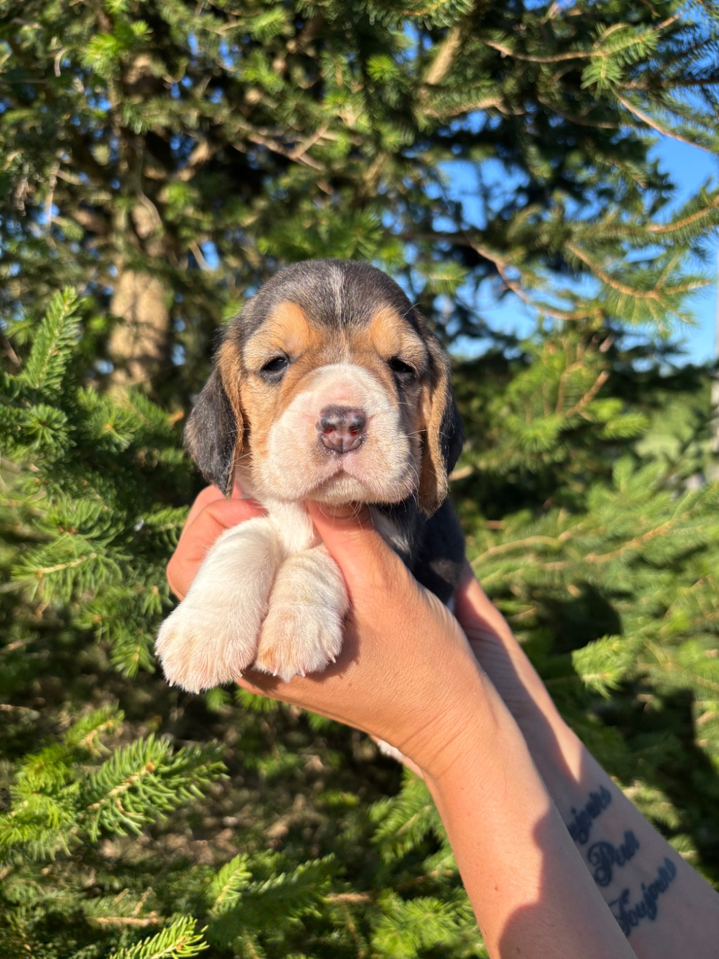 Des Gardiens D'Alma - Chiots disponibles - Beagle