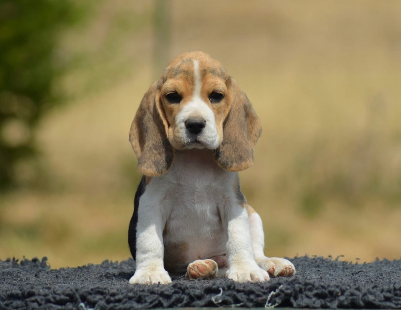 Des Gardiens D'Alma - Chiots disponibles - Beagle