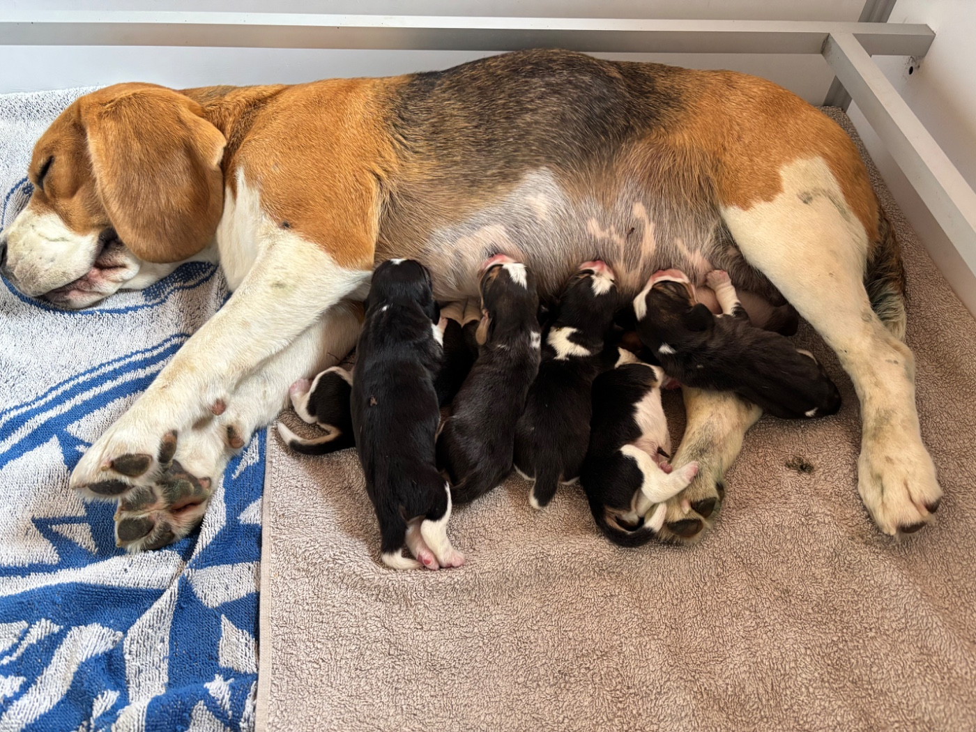 Chiot Beagle Des Gardiens D'Alma