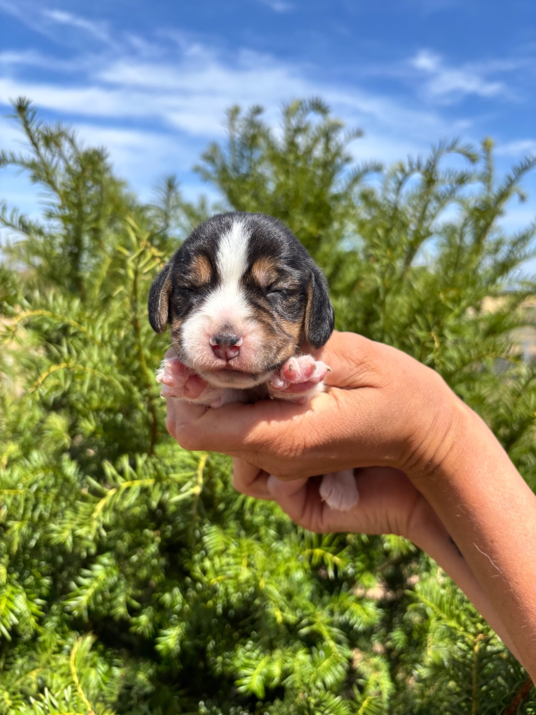 Des Gardiens D'Alma - Chiots disponibles - Beagle