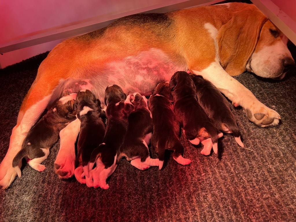 Chiot Beagle Des Gardiens D'Alma