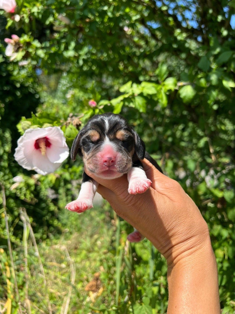 Des Gardiens D'Alma - Chiots disponibles - Beagle