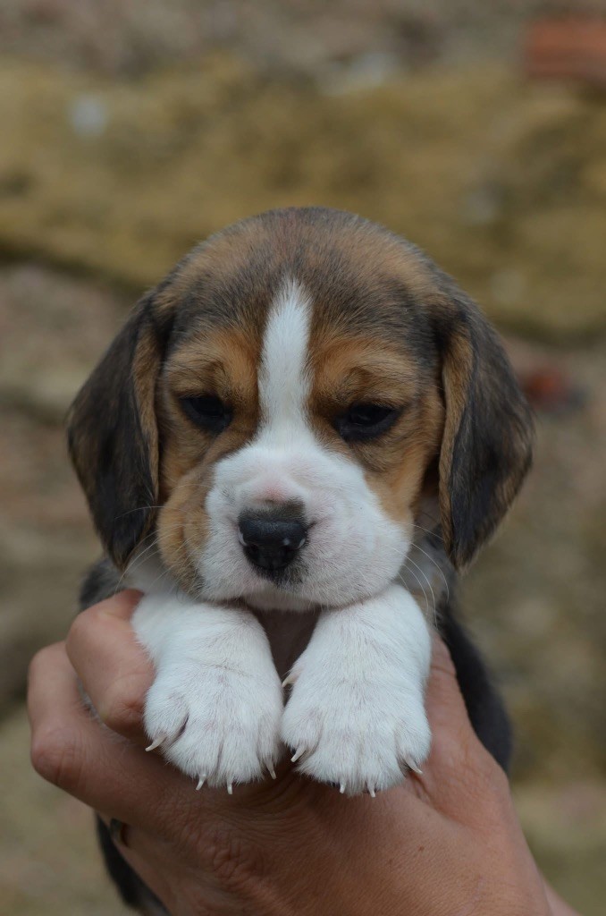 Des Gardiens D'Alma - Chiots disponibles - Beagle