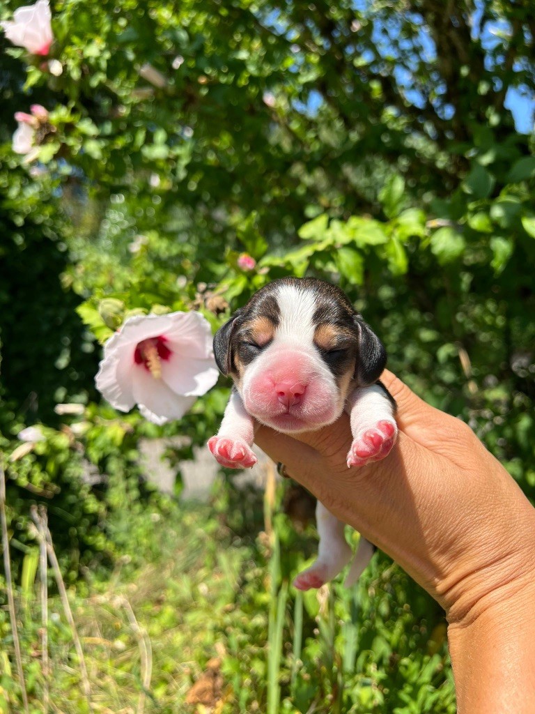 Des Gardiens D'Alma - Chiots disponibles - Beagle