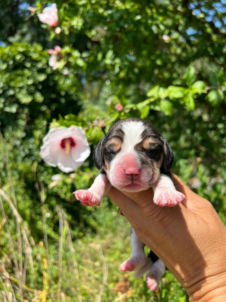 Des Gardiens D'Alma - Chiots disponibles - Beagle