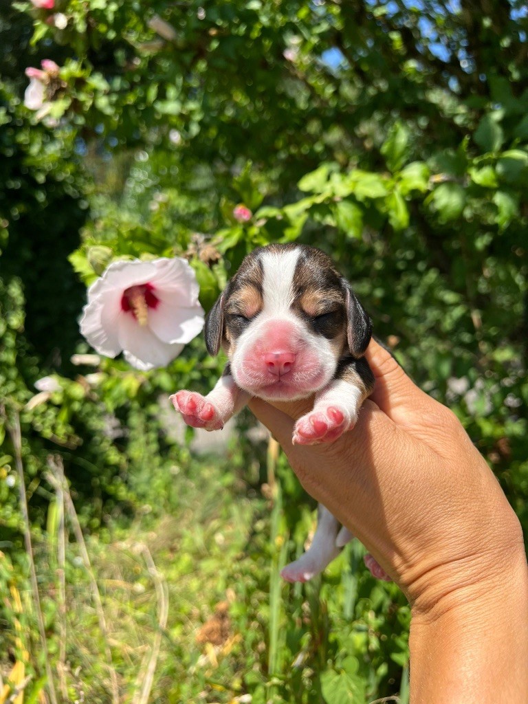 Des Gardiens D'Alma - Chiots disponibles - Beagle